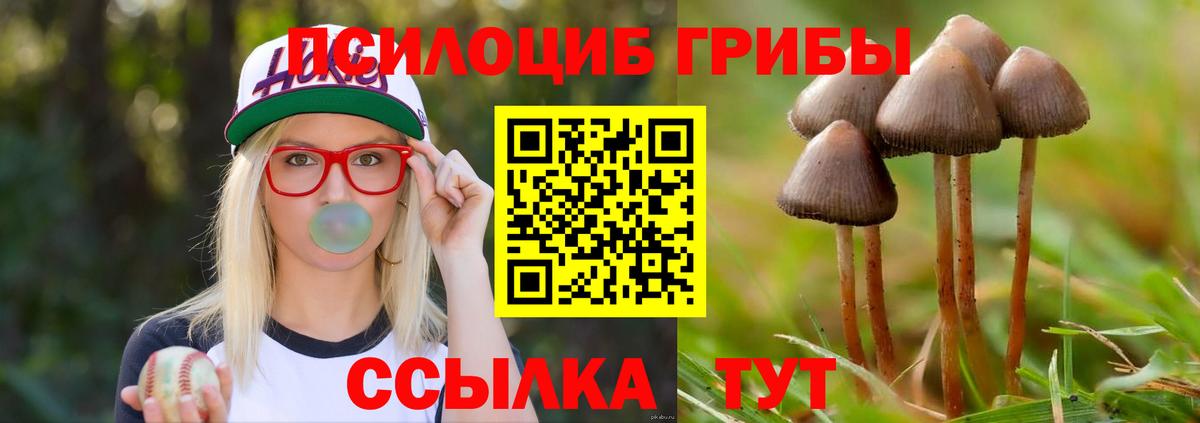 Галлюциногенные грибы Psilocybe  Вход с VPN  Сызрань 